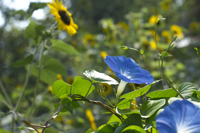 morning glory and sunflower