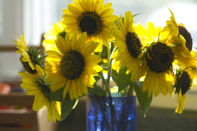 yellow sunflowers in blue vase